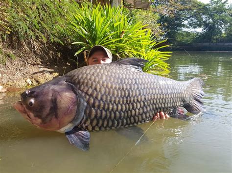 carp in tagalog